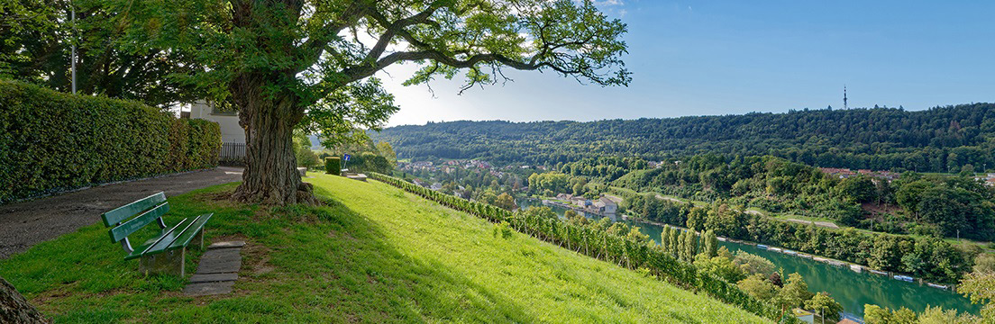 Riihaalde: Weinberg am Rhein
